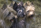 Chiens