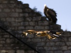 Rapaces