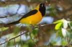 Oriole noir et or Mexique