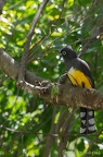 Trogon à tête noire Mexique