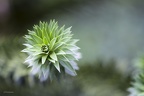 Araucaria