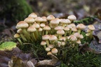 Hypholomes