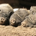 3 petits cochons.jpg