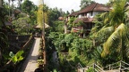 BALI 41