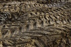 RELIEF 1