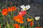NATURE 3