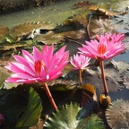 NATURE 8