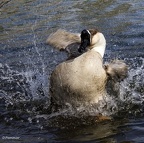 Toilette