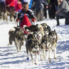 chiens de traîneau