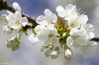 Cerisier 