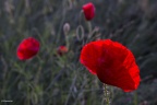Coquelicots