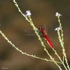 Libellule