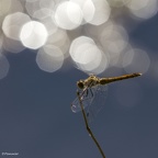 Libellule 2