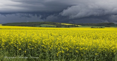 Ciel d'orage sur champs de colza