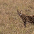 09 Masaï-Mara (40).JPG