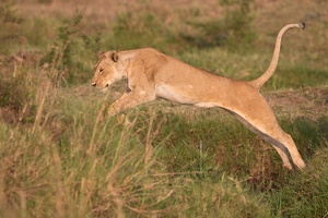 09 Masaï-Mara (75)