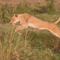 09 Masaï-Mara (75)