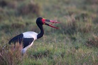 Jabiru d'Afrique-2