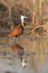 Jacana à poitrine dorée-3