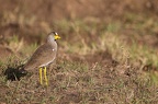 Vanneau du Sénégal-2