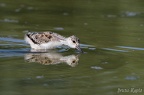 Echasse blanche (1)