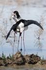 Echasse blanche (3)