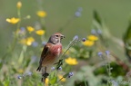 Linotte mélodieuse