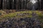 forêt-Othe-24
