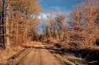 forêt-Othe-52