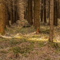 forêt-Othe-58.jpg
