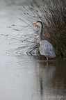 Teich-7