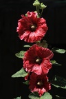 Rose trémière