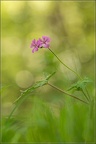 GellyRasquier05201826
