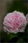 GuyEichelberger05201829
