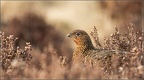 JoAuclair05201851