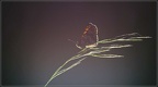 SophieMichel05201817