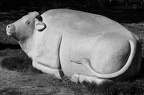 Saint Ké, sa vache