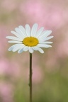 FabienneClerin08201804