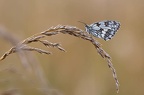 LisetteChaton10201805