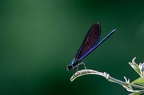 LisetteChaton10201807