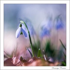 DominiquePommier022019020S