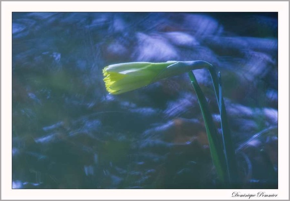 DominiquePommier022019050S