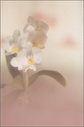 GellyRasquier022019050S