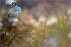 SandrineKapis022019020S