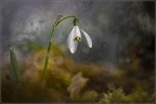 WendyCorniquet022019090S