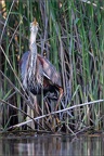 Brunokapis082019090S