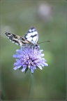 SandrineKapis082019060S
