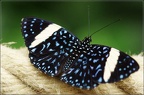 PatrickDelostal092019060S