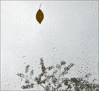 03 Sylvie rain0S