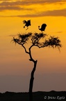 Afrique 2019 (27)